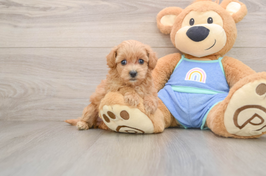 NADEEN, a Maltipoo littermate