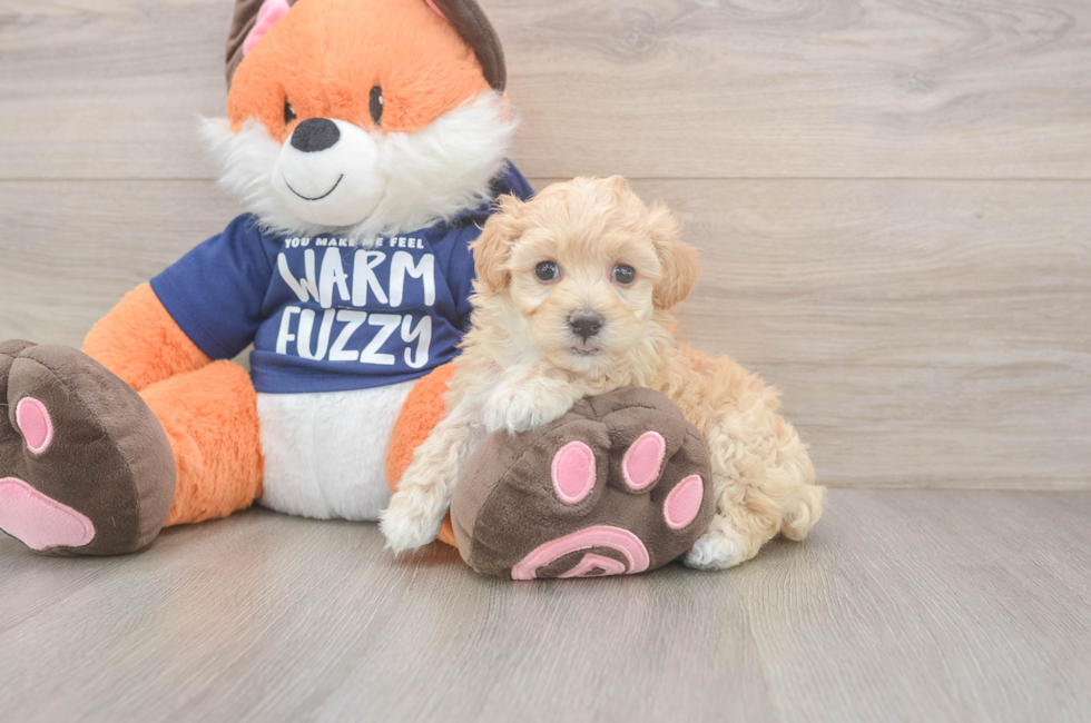 7 week old Maltipoo Puppy For Sale - Fairfield Furbabies