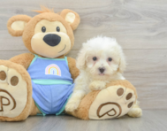 8 week old Maltipoo Puppy For Sale - Fairfield Furbabies