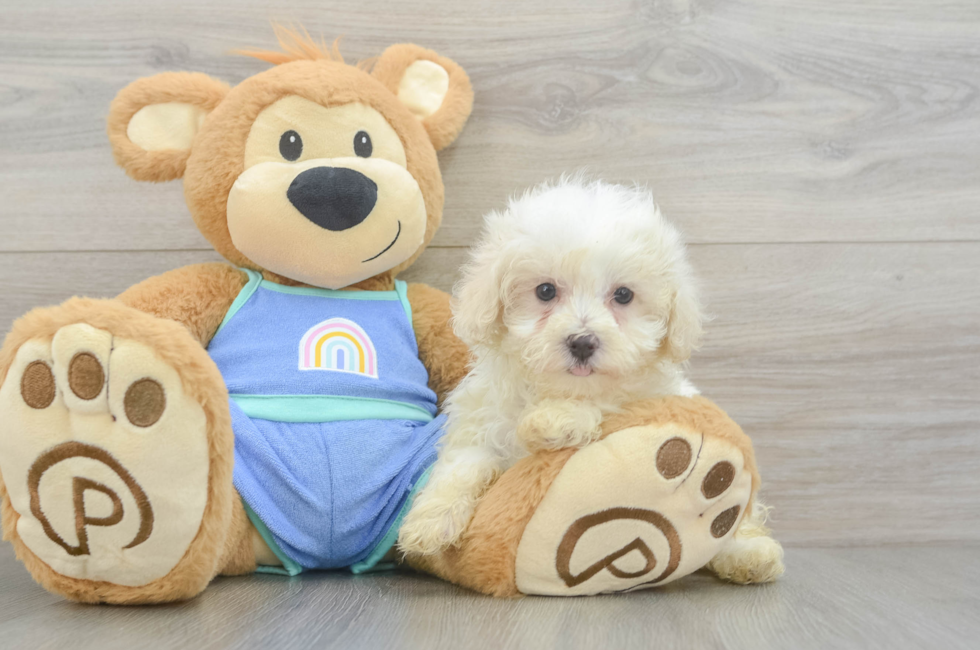 8 week old Maltipoo Puppy For Sale - Fairfield Furbabies