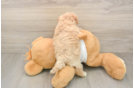 Hypoallergenic Maltepoo Poodle Mix Puppy