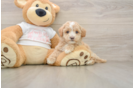 Maltipoo Pup Being Cute