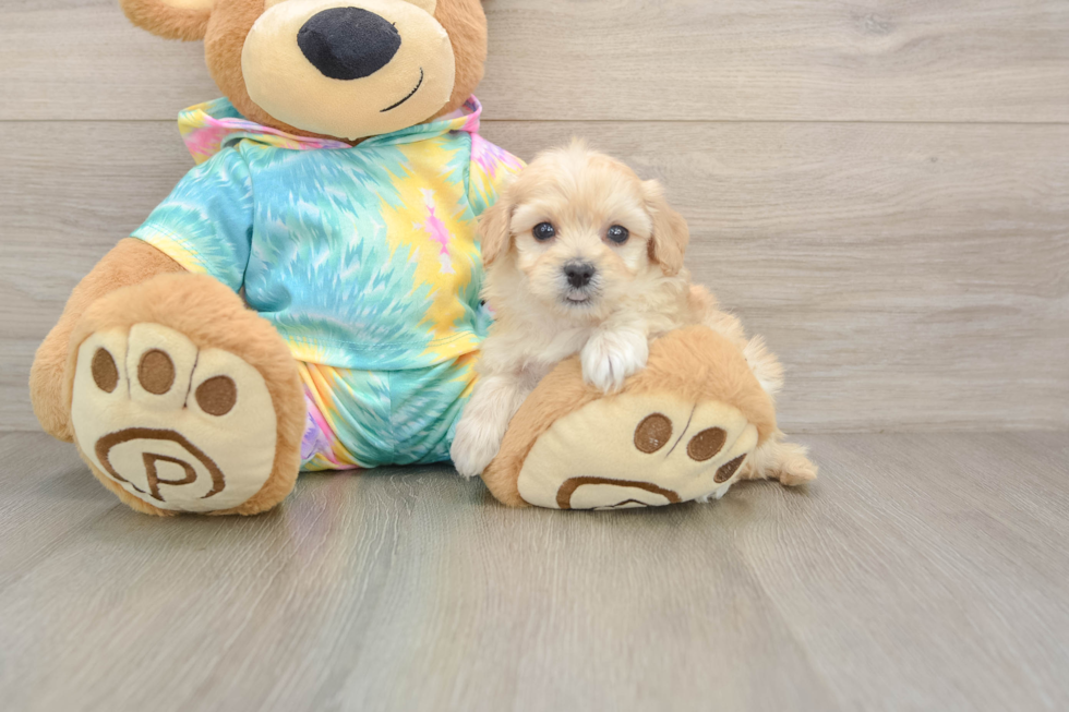 Best Maltipoo Baby