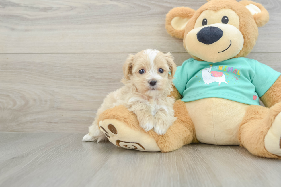 Adorable Maltese Poodle Poodle Mix Puppy