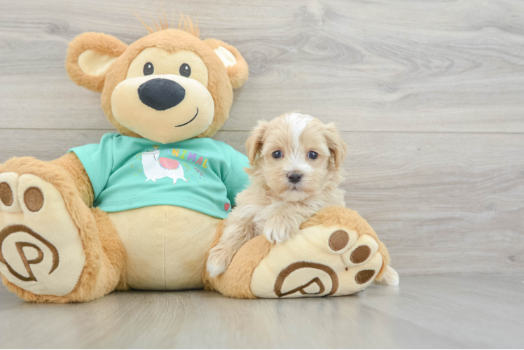 Maltipoo Pup Being Cute
