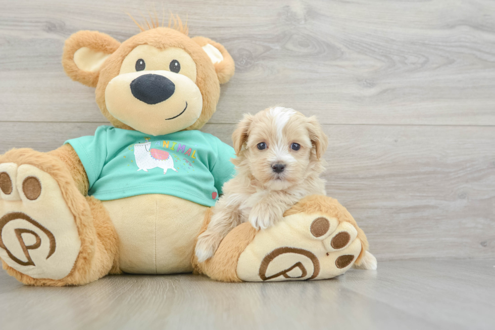 Maltipoo Pup Being Cute