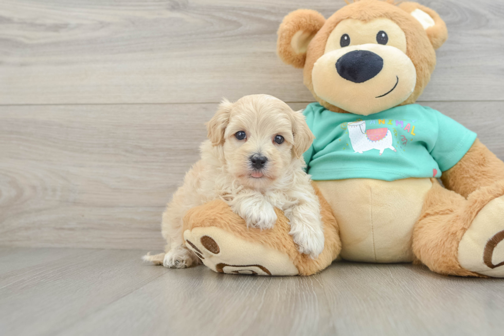 Smart Maltipoo Poodle Mix Pup