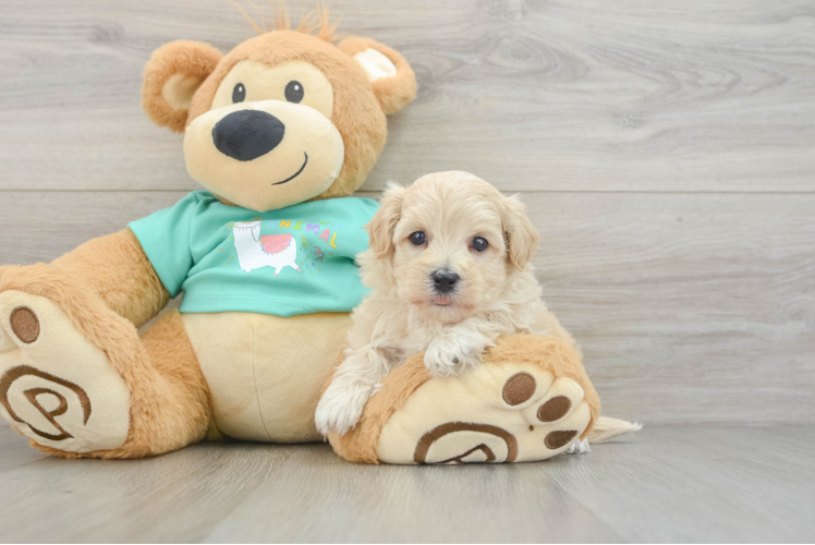Maltipoo Pup Being Cute