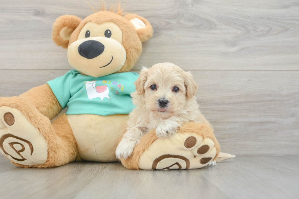 Maltipoo Pup Being Cute