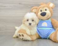 8 week old Maltipoo Puppy For Sale - Fairfield Furbabies