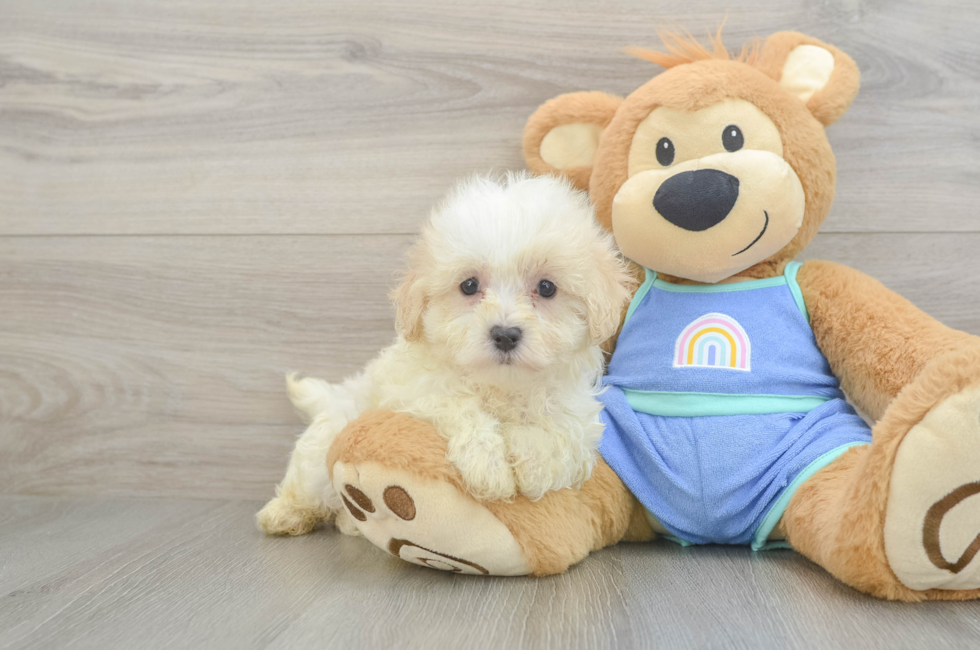 8 week old Maltipoo Puppy For Sale - Fairfield Furbabies