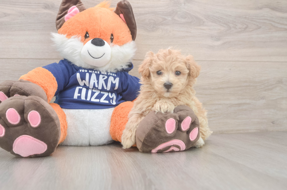 7 week old Maltipoo Puppy For Sale - Fairfield Furbabies