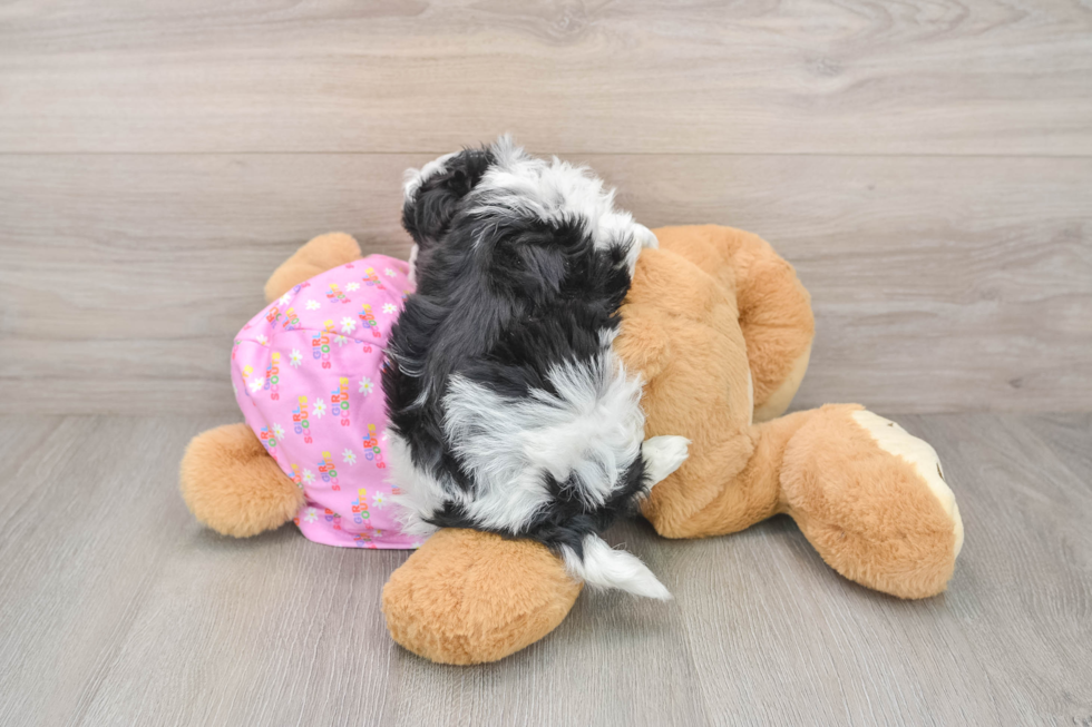 Maltipoo Pup Being Cute