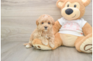 Maltipoo Pup Being Cute