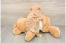 Best Maltipoo Baby