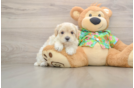 Maltipoo Pup Being Cute