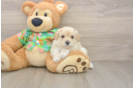 Cute Maltipoo Baby