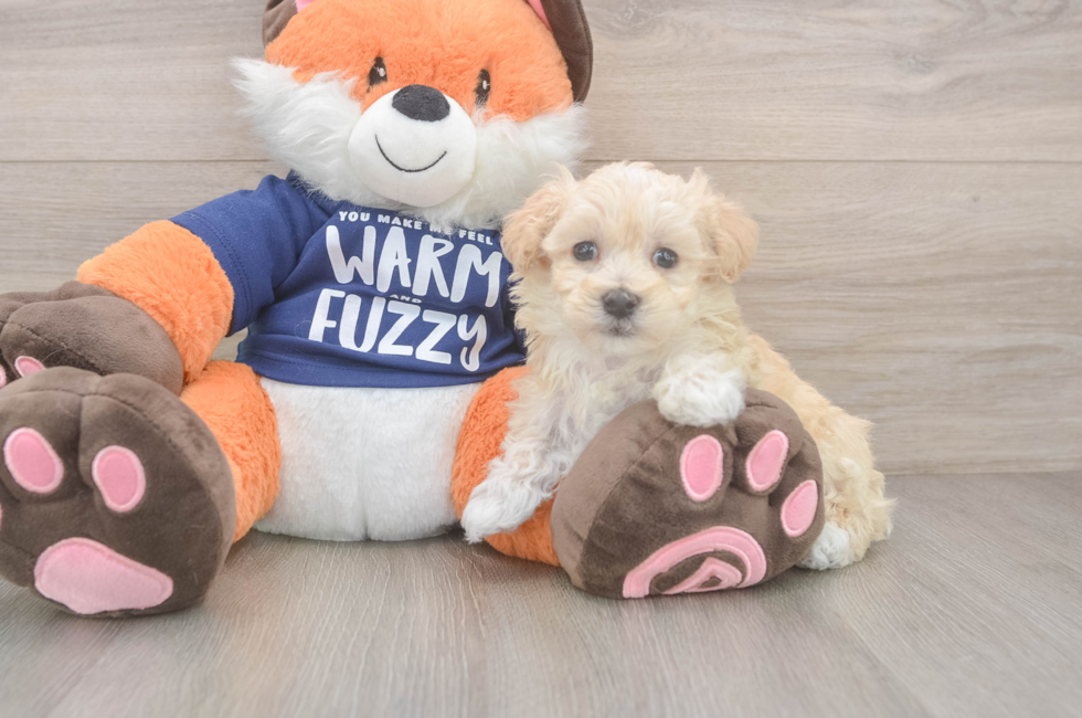 7 week old Maltipoo Puppy For Sale - Fairfield Furbabies