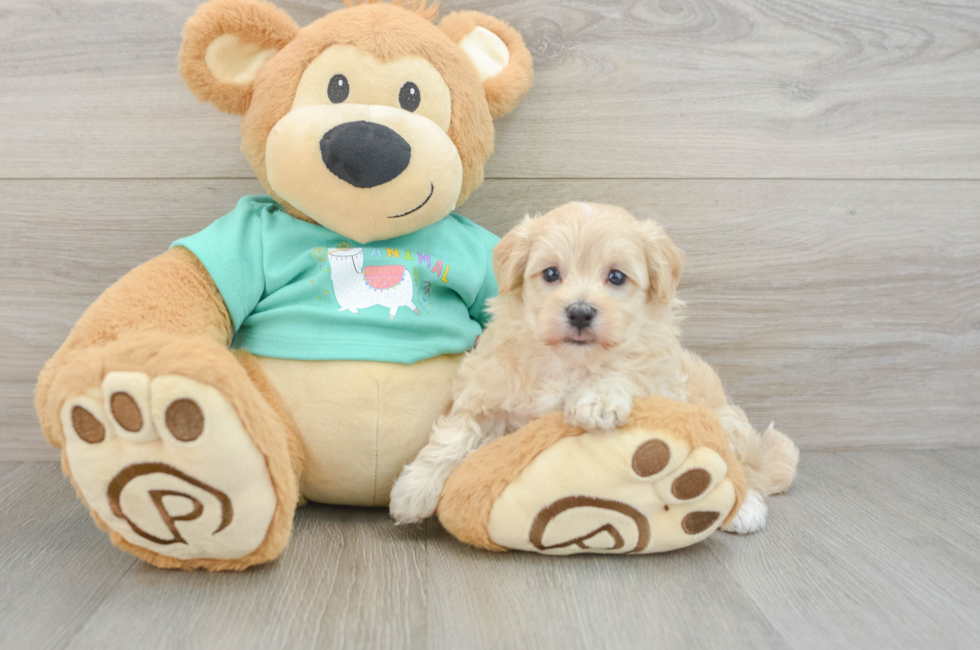 7 week old Maltipoo Puppy For Sale - Fairfield Furbabies