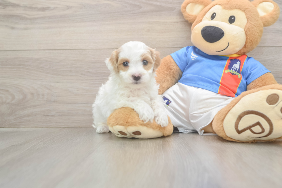 Maltipoo Puppy for Adoption