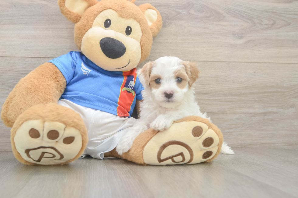 7 week old Maltipoo Puppy For Sale - Fairfield Furbabies