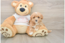 Maltipoo Puppy for Adoption