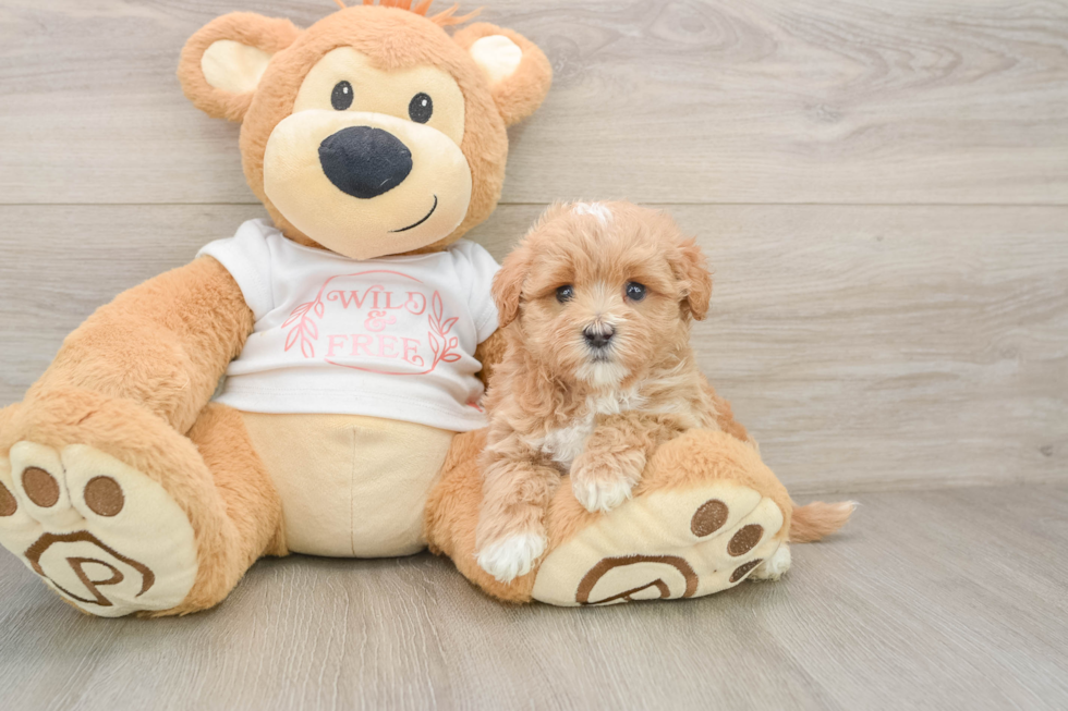 Maltipoo Puppy for Adoption