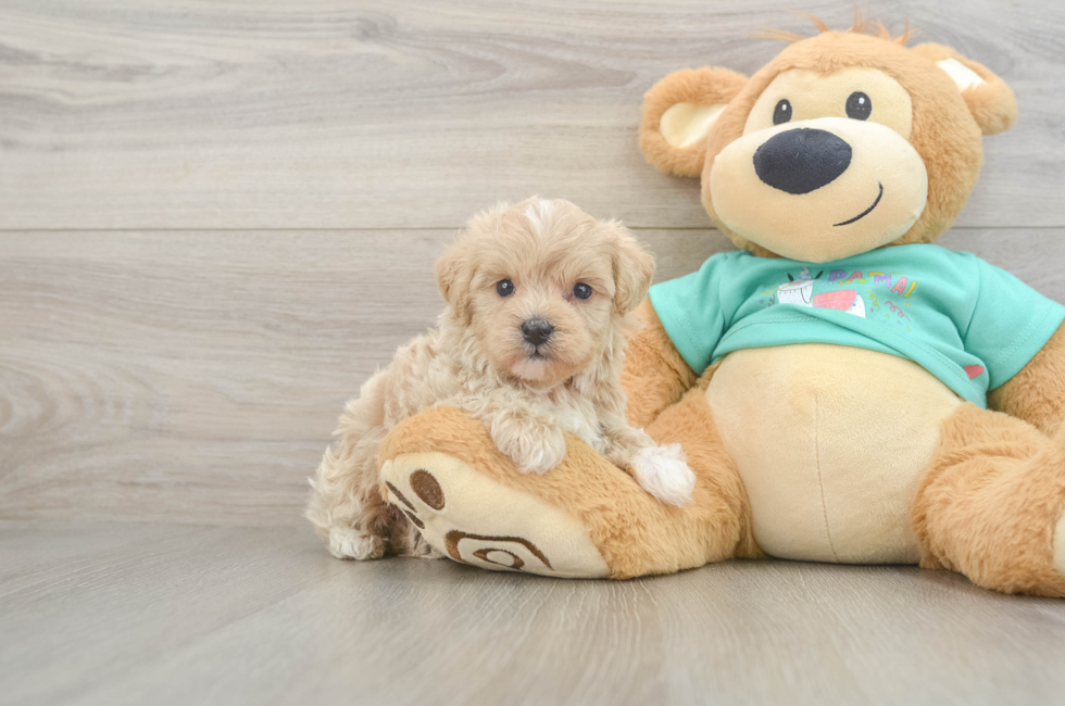 6 week old Maltipoo Puppy For Sale - Fairfield Furbabies