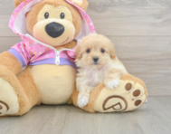 8 week old Maltipoo Puppy For Sale - Fairfield Furbabies