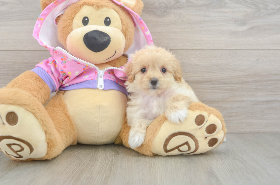 8 week old Maltipoo Puppy For Sale - Fairfield Furbabies