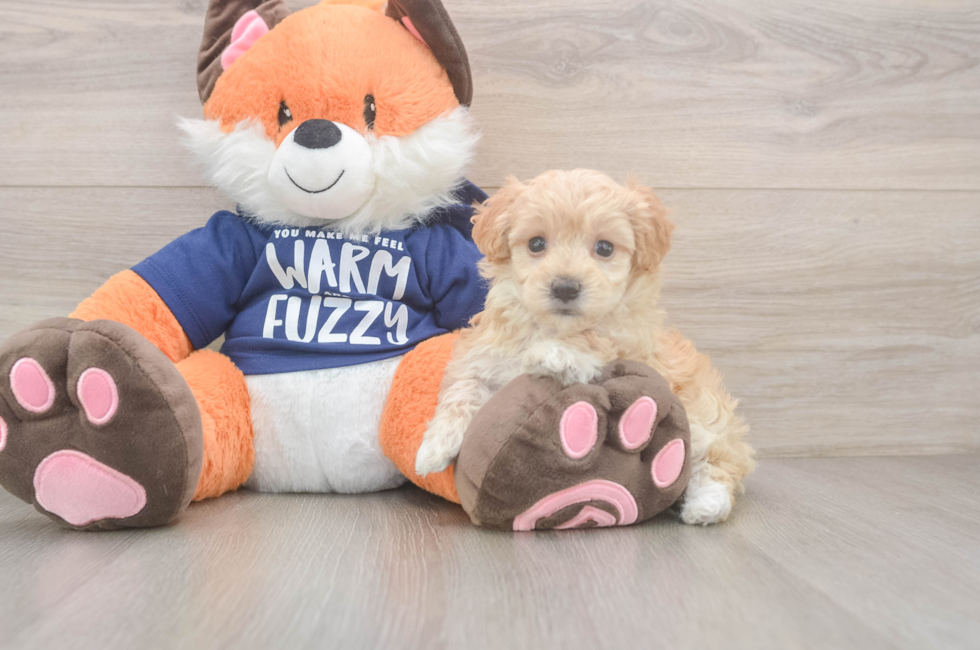 7 week old Maltipoo Puppy For Sale - Fairfield Furbabies