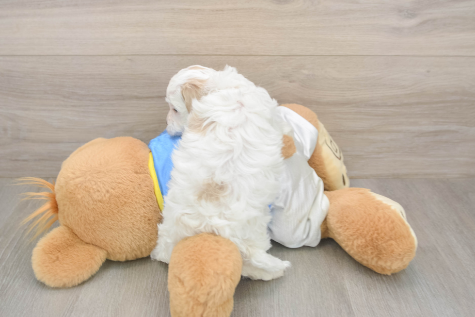 Maltipoo Pup Being Cute