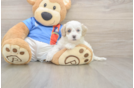 Hypoallergenic Moodle Poodle Mix Puppy