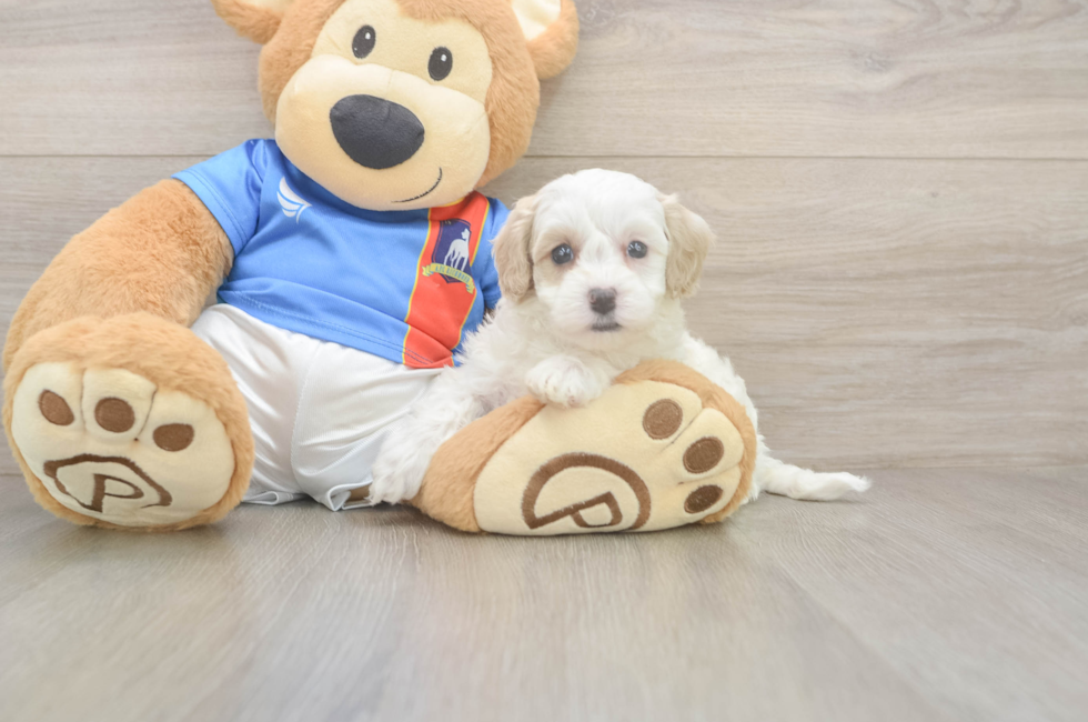 7 week old Maltipoo Puppy For Sale - Fairfield Furbabies