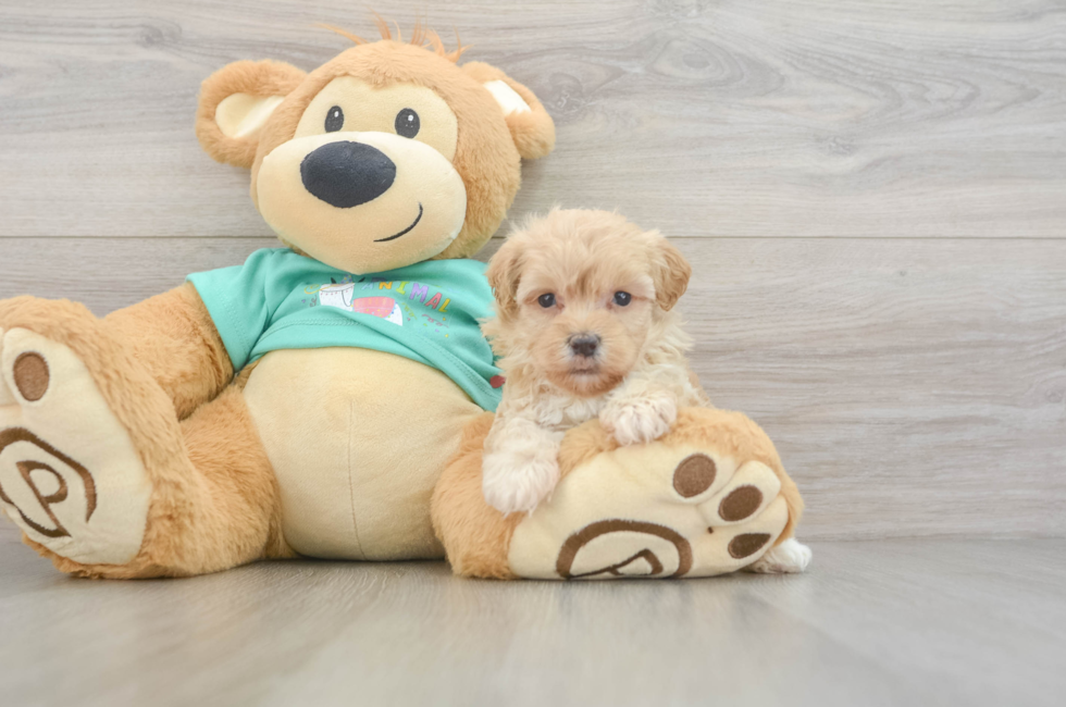 6 week old Maltipoo Puppy For Sale - Fairfield Furbabies