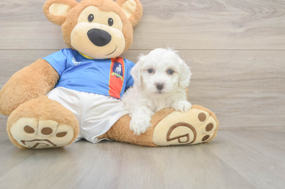 7 week old Maltipoo Puppy For Sale - Fairfield Furbabies