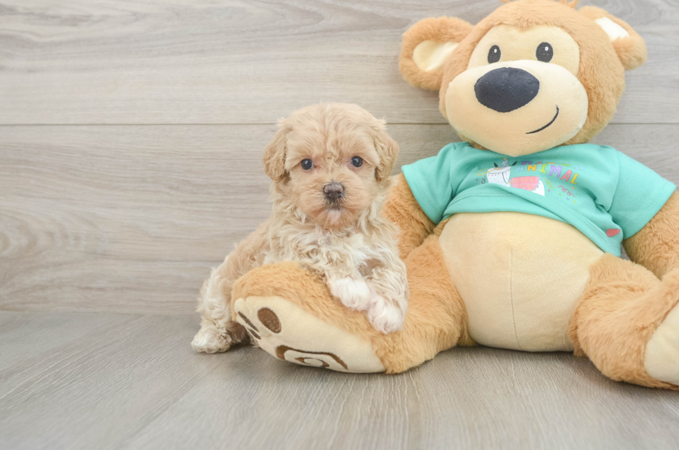 6 week old Maltipoo Puppy For Sale - Fairfield Furbabies