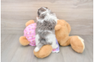 Best Maltipoo Baby