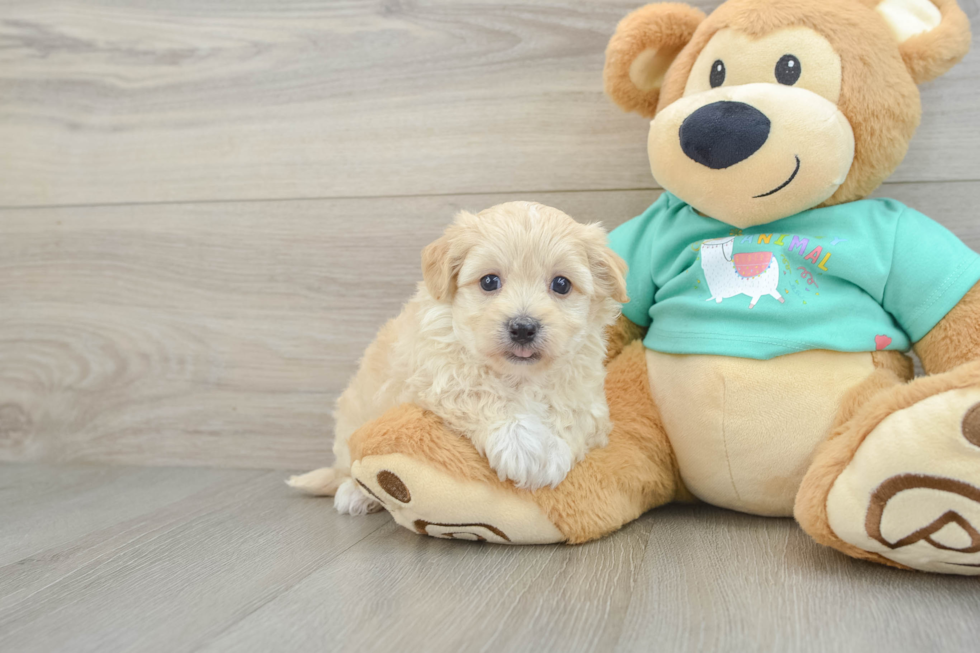 Playful Maltese Poodle Poodle Mix Puppy