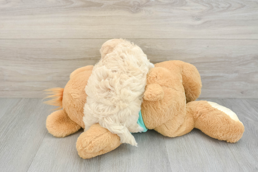 Friendly Maltipoo Baby