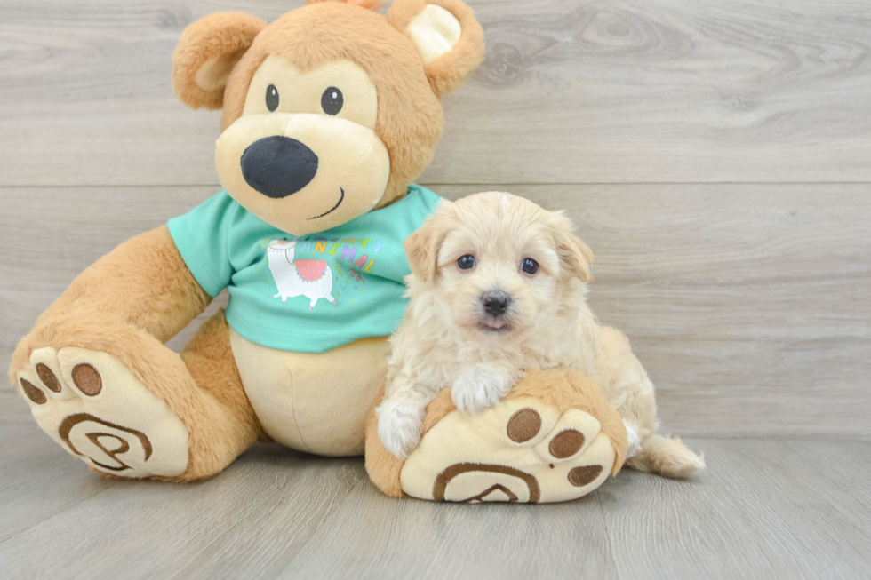 Sweet Maltipoo Baby