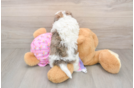Best Maltipoo Baby