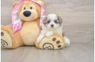Hypoallergenic Malt Oodle Poodle Mix Puppy