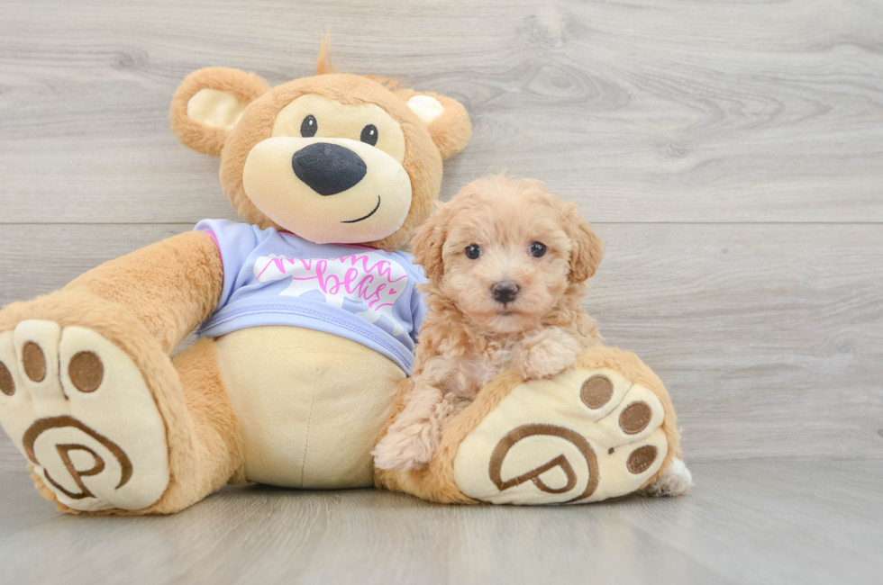 6 week old Maltipoo Puppy For Sale - Fairfield Furbabies