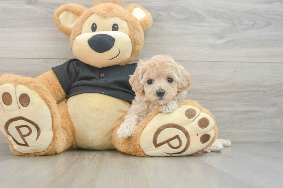 6 week old Maltipoo Puppy For Sale - Fairfield Furbabies