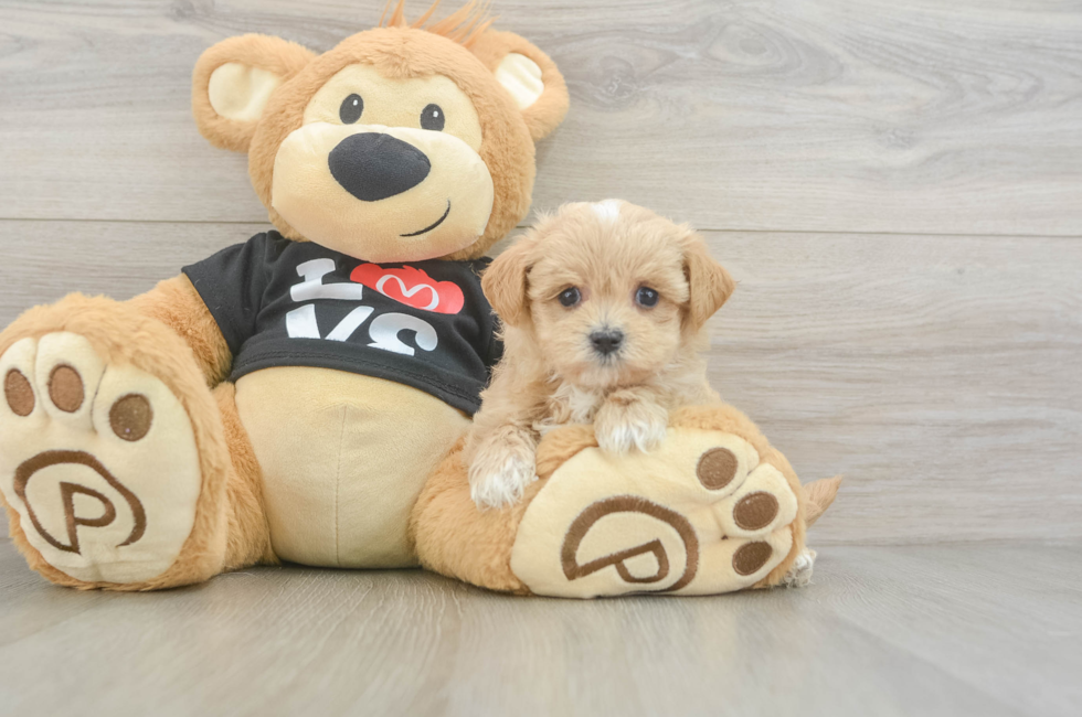 5 week old Maltipoo Puppy For Sale - Fairfield Furbabies