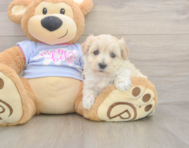 8 week old Maltipoo Puppy For Sale - Fairfield Furbabies