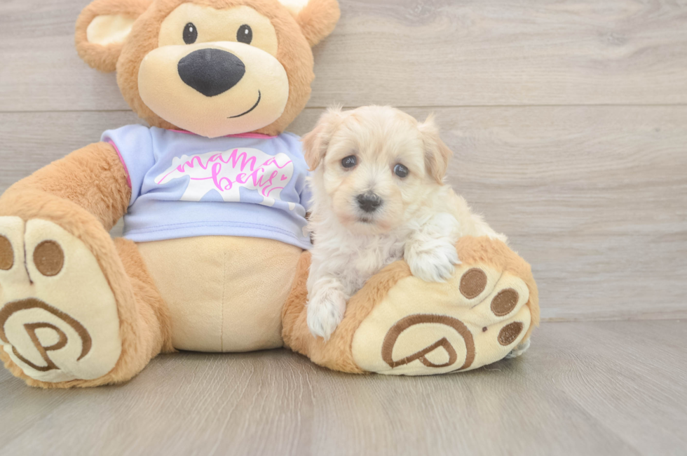 8 week old Maltipoo Puppy For Sale - Fairfield Furbabies