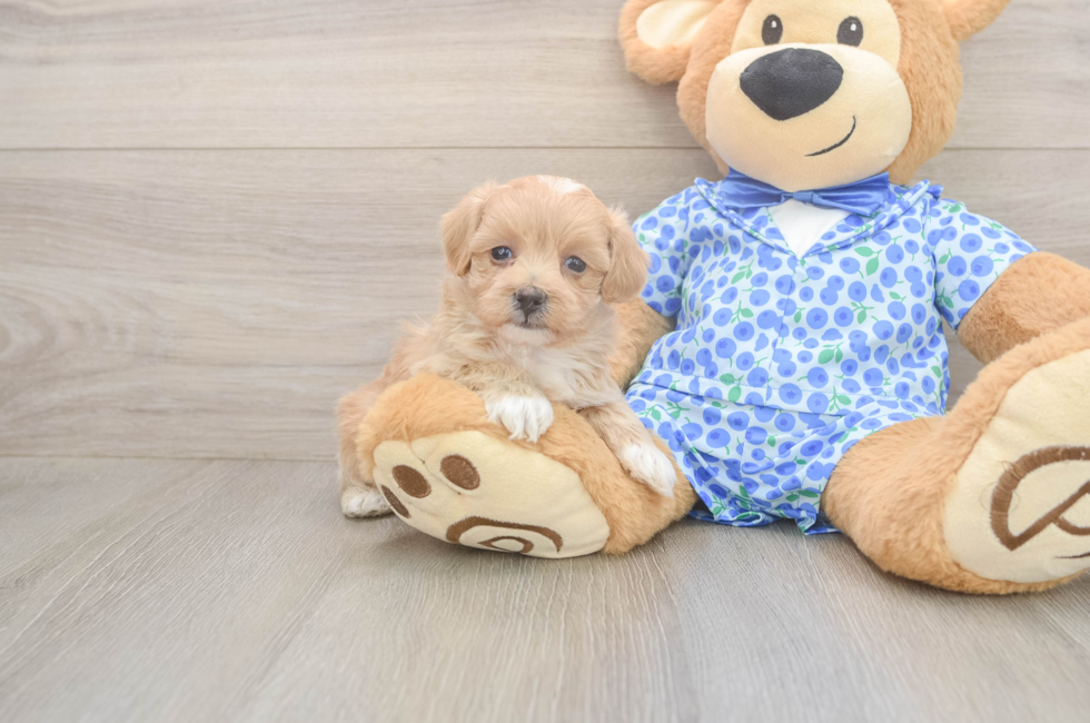 7 week old Maltipoo Puppy For Sale - Fairfield Furbabies