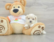 9 week old Maltipoo Puppy For Sale - Fairfield Furbabies